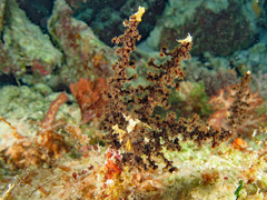 Zoantharia