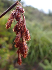 Thamnochortus glaber