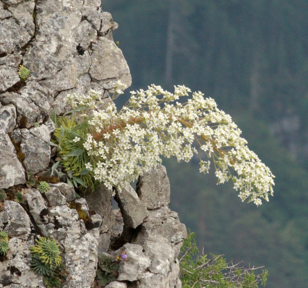 Saxifraga