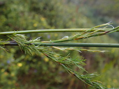 Thamnochortus glaber