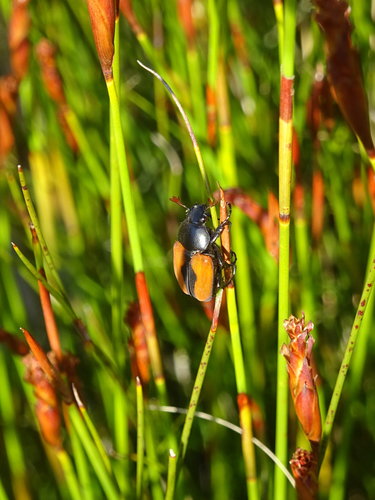Campulipus rufipennis