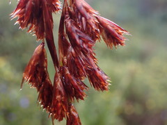 Thamnochortus glaber