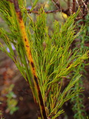 Thamnochortus glaber