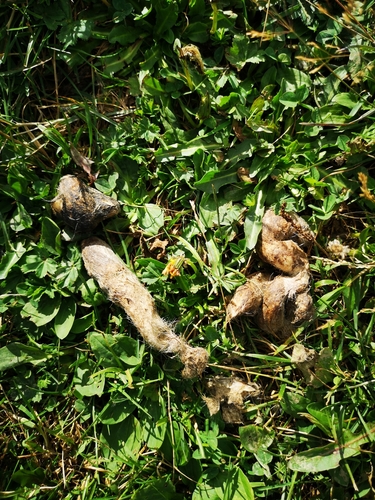 Sivi vuk (Canis lupus)