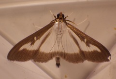 Cydalima perspectalis