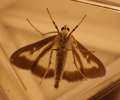 Cydalima perspectalis