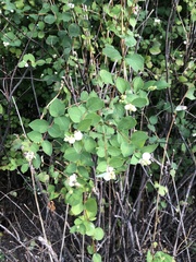Symphoricarpos