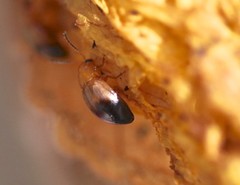 Nisotra bicolorata