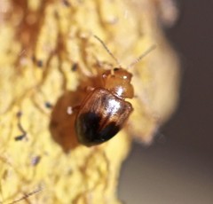 Nisotra bicolorata