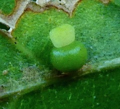 Callirhytis serricornis