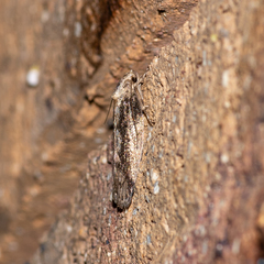 Philobota baryptera