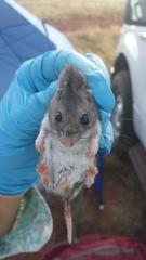 Onychomys leucogaster