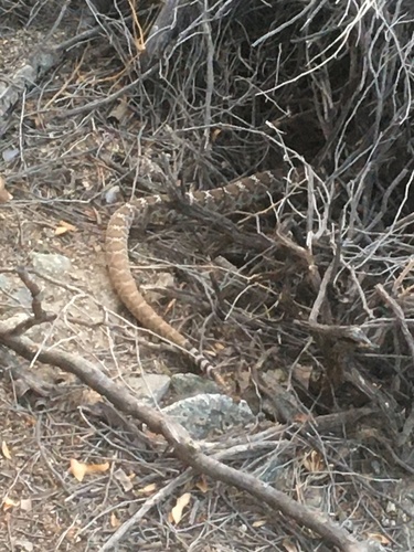 iNaturalist observation photo of Red Diamond Rattlesnake