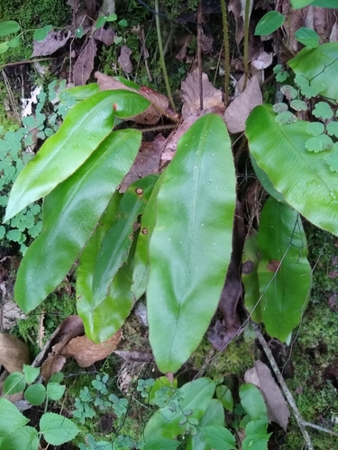 Guadeloupe Tonguefern (Elaphoglossum erinaceum)