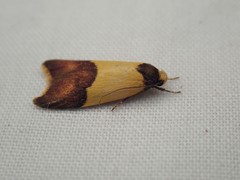 Heteroteucha dichroella