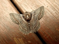 Hypobapta tachyhalotaria