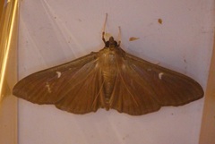 Cydalima perspectalis