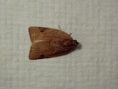 Meritastis ursina