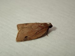 Meritastis ursina