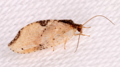 Drepanacra binocula