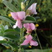 Myrtle Capesweetpea - Photo (c) David Hoare, some rights reserved (CC BY-NC), uploaded by David Hoare