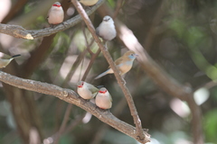 Estrilda troglodytes