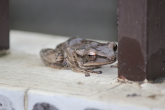 Polypedates leucomystax