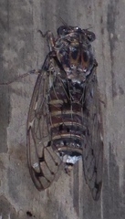 Cicada mordoganensis