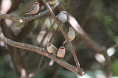 Estrilda troglodytes