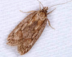 Acantholena siccella