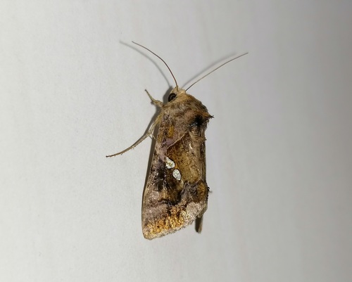 Chrysodeixis chalcites