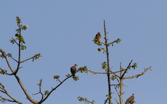 Poicephalus senegalus