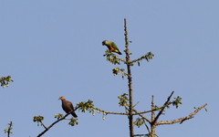 Poicephalus senegalus