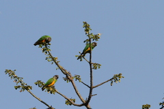 Poicephalus senegalus