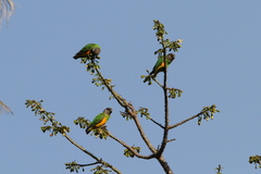 Poicephalus senegalus