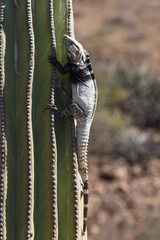 Ctenosaura conspicuosa