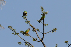 Poicephalus senegalus