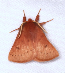 Anthela ferruginosa