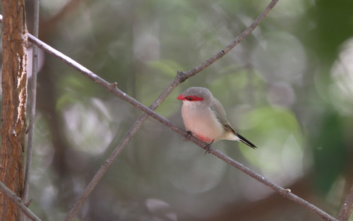 Estrilda culinegra (Estrilda troglodytes)