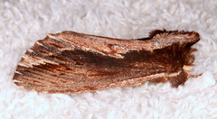 Hylaeora capucina