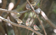 Estrilda troglodytes