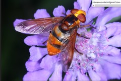 Volucella bivitta