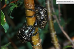 Protaetia brevitarsis