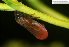 Eoscarta