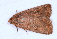Hypoperigea tonsa