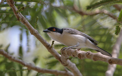 Dryoscopus gambensis