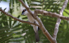 Dryoscopus gambensis