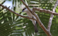 Dryoscopus gambensis