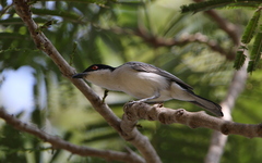 Dryoscopus gambensis