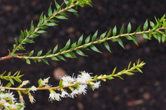 Melaleuca squamophloia